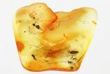 Detailed Fossil False Click Beetle (Eucnemidae) in Baltic Amber #367420-1